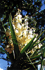Flor Nacional de El Salvador